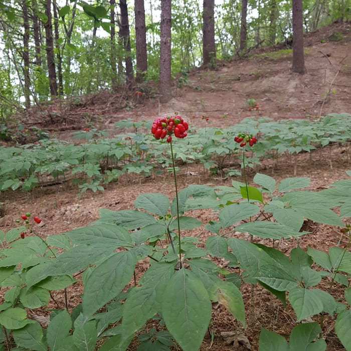 재배지 사진 1