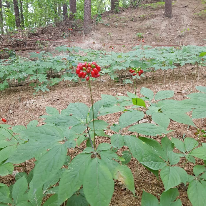 재배지 사진 2