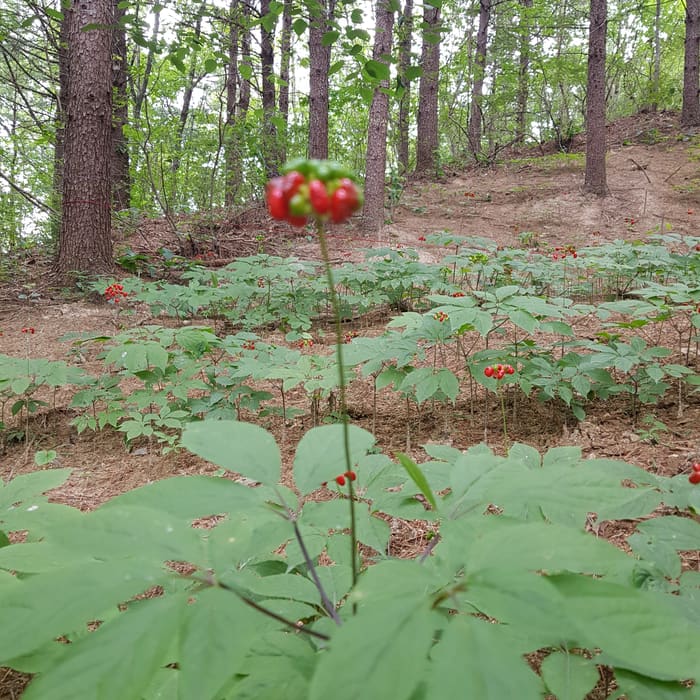 재배지 사진 4