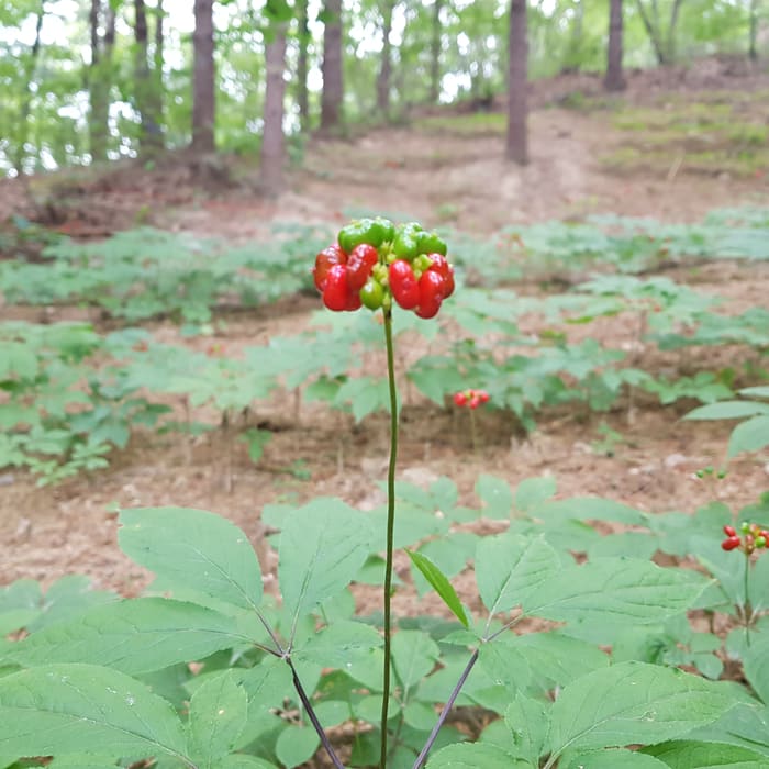 재배지 사진 5