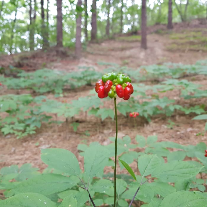 재배지 사진 6