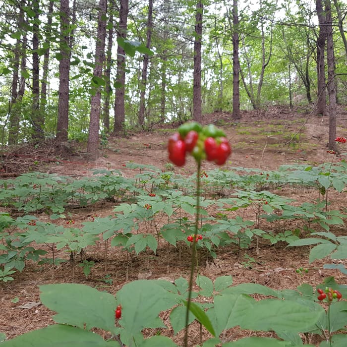 재배지 사진 8