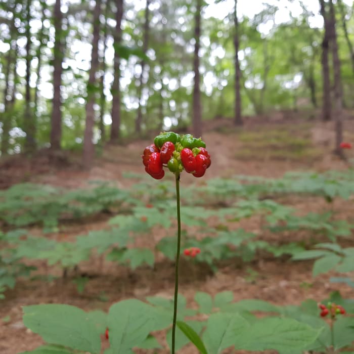 재배지 사진 9