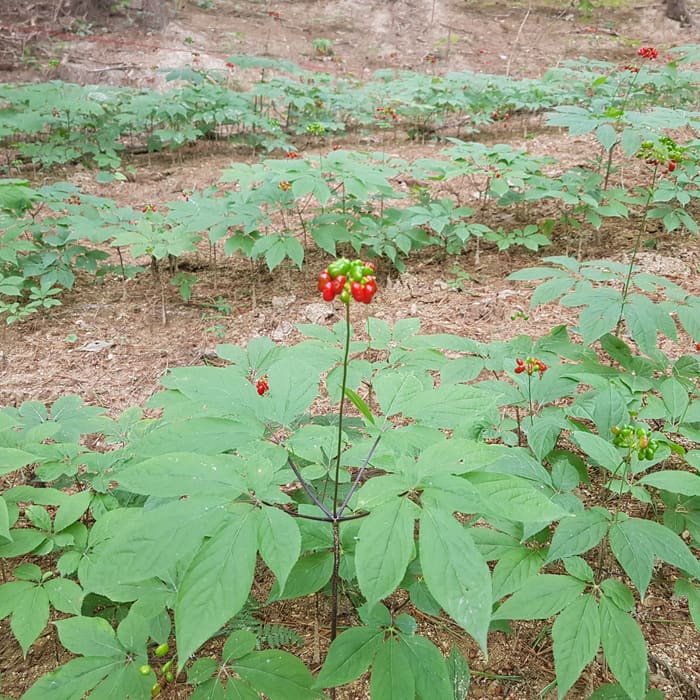재배지 사진 10