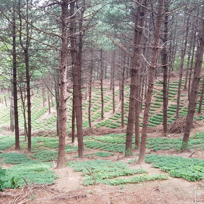 재배지 사진 12