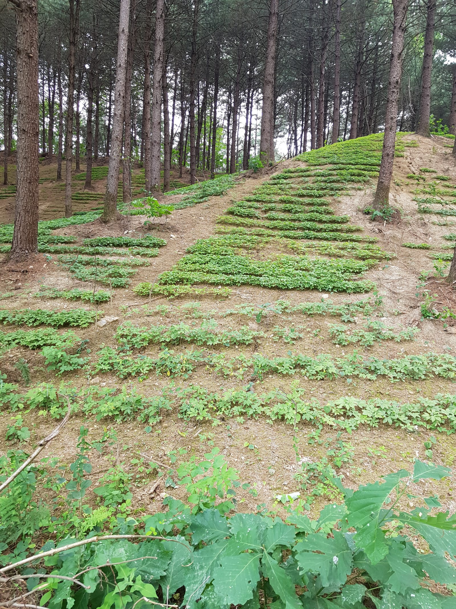 재배 현장
