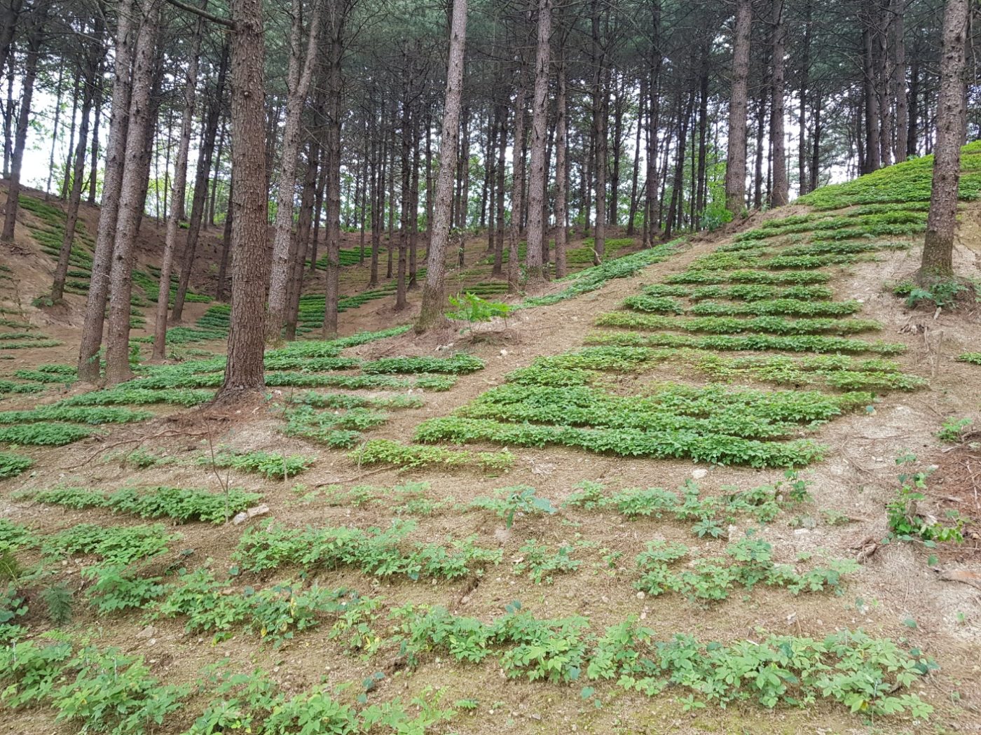 강원 산양삼 재배지