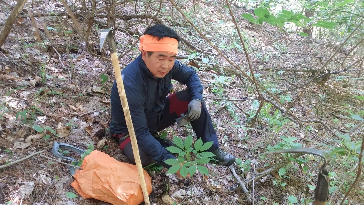 산양삼 채굴 현장